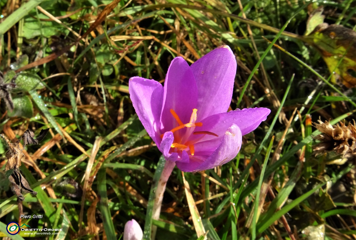 20 Fiori di Colchico autunnale ( Colchicum autumnale).JPG